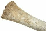 Pleistocene Fossil Llama (Palaeolama) Radius - Florida #265355-5